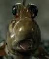 mudskipper